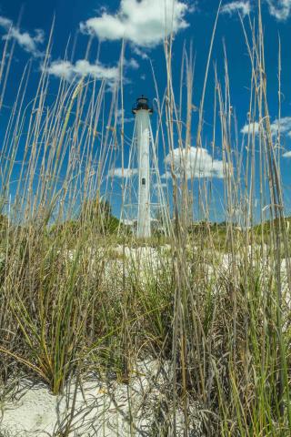 view of the tower through sea oats